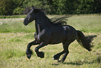 galloping Friesian horse