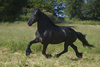 trotting Friesian horse