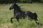 trotting Friesian horse