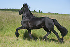 trotting Friesian horse