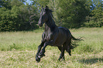 galloping Friesian horse