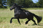 trotting Friesian horse