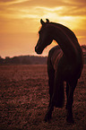 Frisian Horse