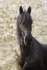 Frisian gelding