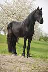 Frisian gelding