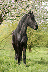 Frisian gelding