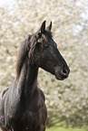 Frisian mare