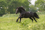 Friesian in summer