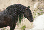 Frisian Horse