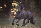 Friesian