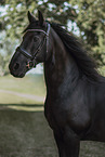 Friesian horse