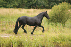 Frisian Horse