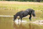 Frisian Horse