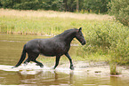 Frisian Horse