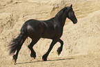 Frisian Horse