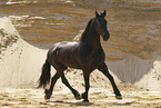 Frisian Horse