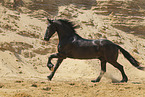 Frisian Horse