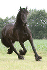 Frisian Horse