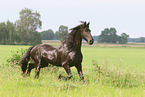 Frisian Horse