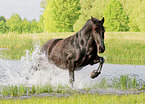 Frisian Horse