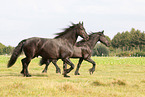 Frisian Horse