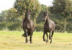 Frisian Horse