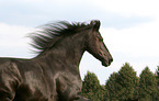 Frisian Horse