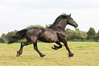 Frisian Horse