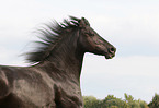 Frisian Horse