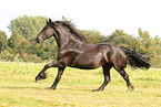 Frisian Horse