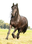 Frisian Horse