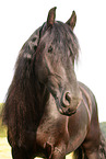 Frisian Horse