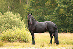 Frisian Horse