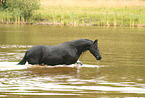 Frisian Horse