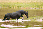 Frisian Horse