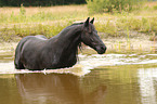 Frisian Horse