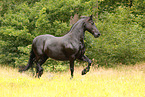 Frisian Horse