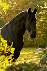 Frisian Horse