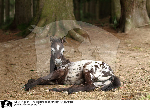 german classic pony foal / JH-16614