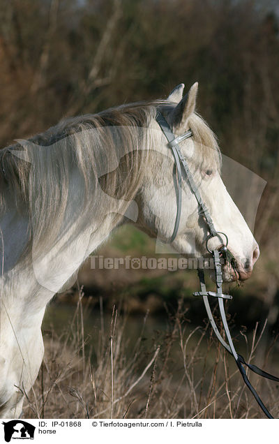Deutsches Reitpferd / horse / IP-01868