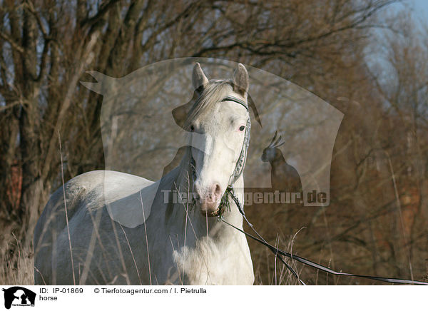 Deutsches Reitpferd / horse / IP-01869
