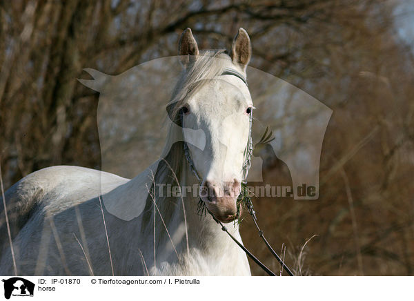 Deutsches Reitpferd / horse / IP-01870