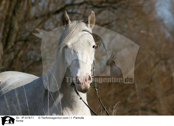 Deutsches Reitpferd / horse / IP-01871