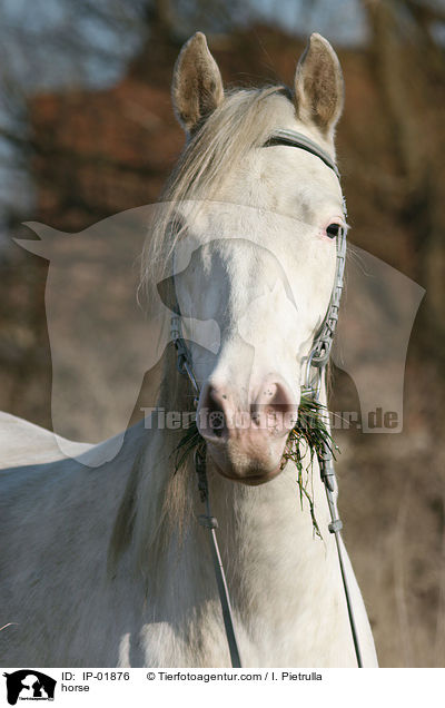 Deutsches Reitpferd / horse / IP-01876