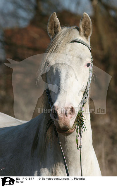 Deutsches Reitpferd / horse / IP-01877
