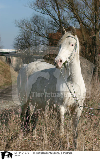 Deutsches Reitpferd / horse / IP-01878