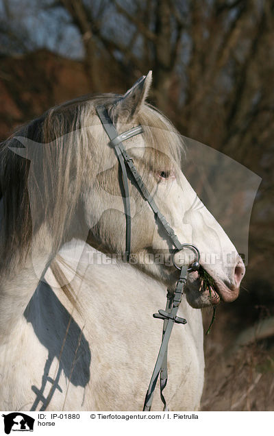 Deutsches Reitpferd / horse / IP-01880