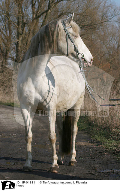 Deutsches Reitpferd / horse / IP-01881