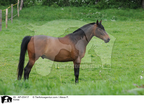 Kleines Deutsches Reitpferd / horse / AP-05417