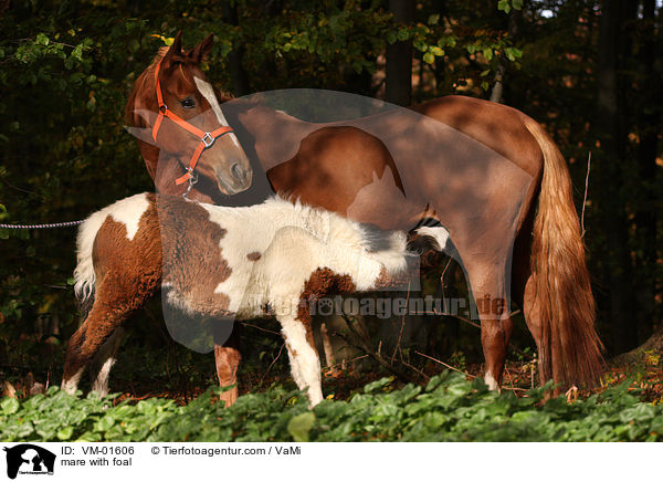 mare with foal / VM-01606